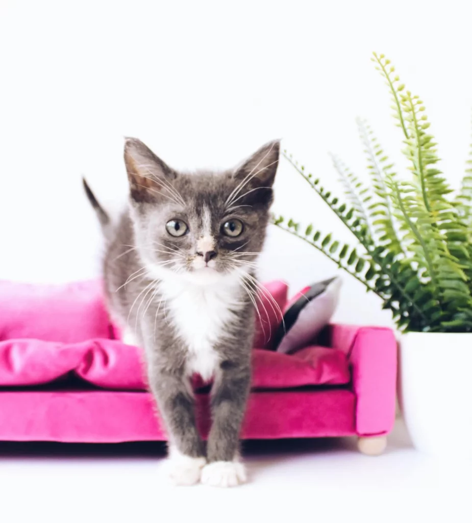 Grey kitten sitting on a little pink couch