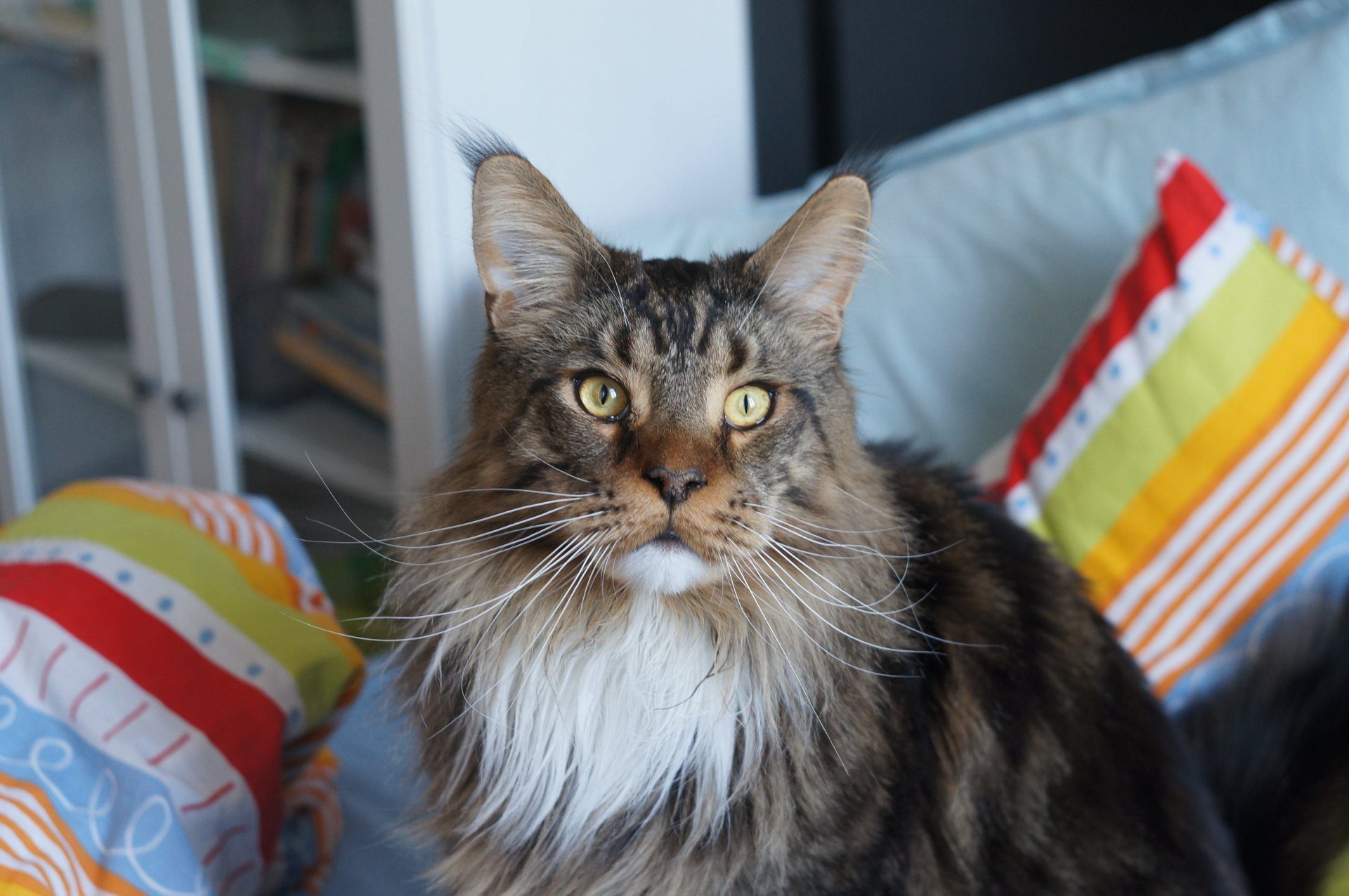 Meet The Maine Coon | Dogwood Animal Hospital