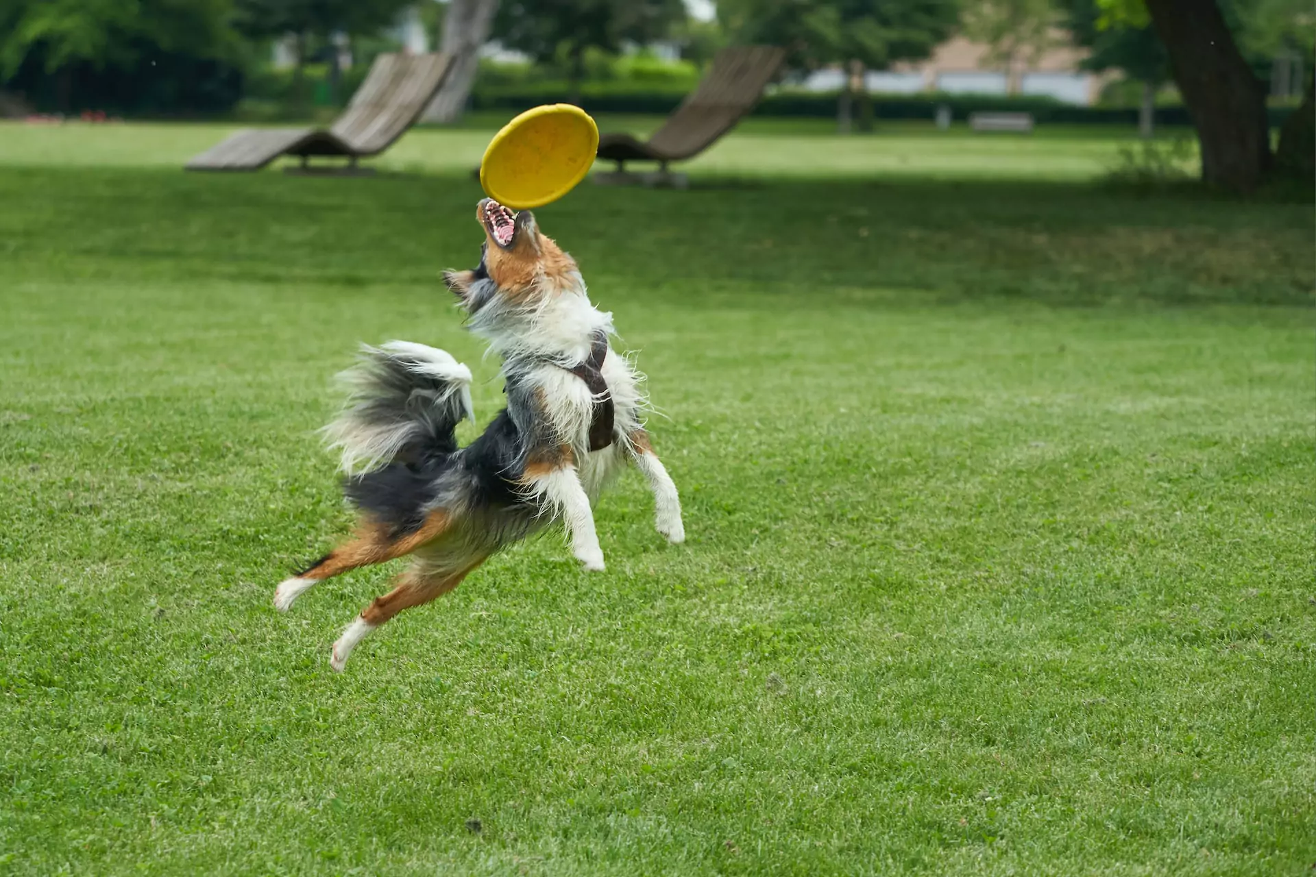 dog catching yellow frisbee