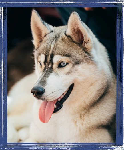 Dental Care in Lawrenceville