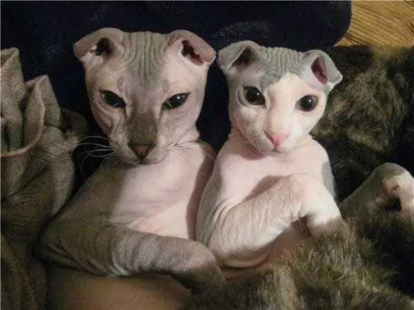 What Cat Breeds Do They Have in Ukraine: Top Unique Felines Revealed