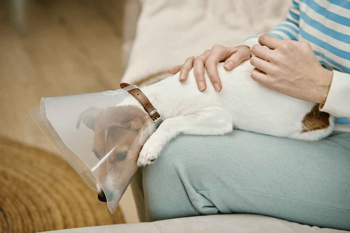 10 Essential Home Care Tips to Speed Up Your Dog's Recovery After Neuter Surgery