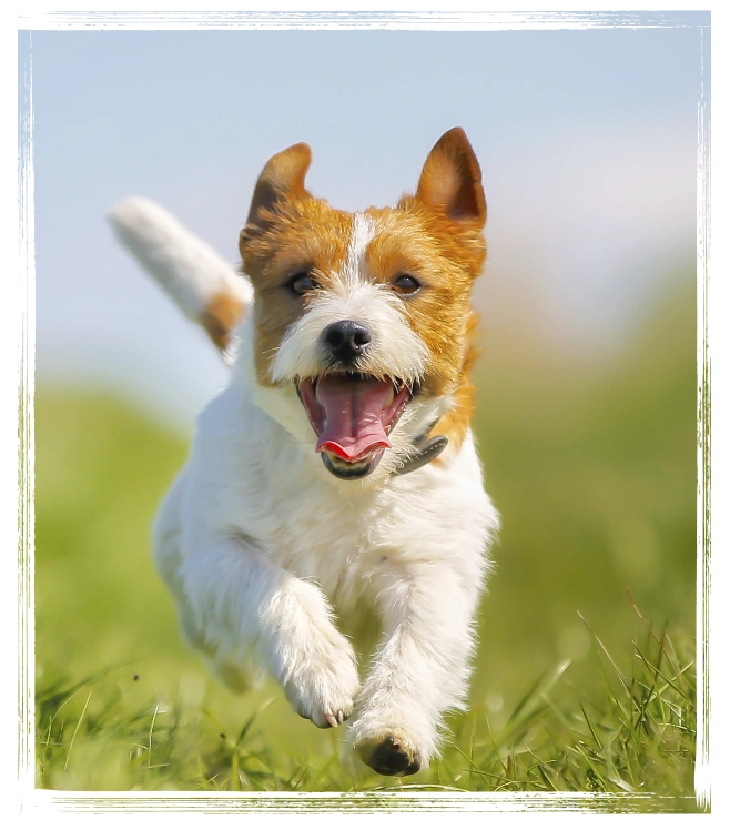 Flexible Payment Options Available With Snout Wellness Plans