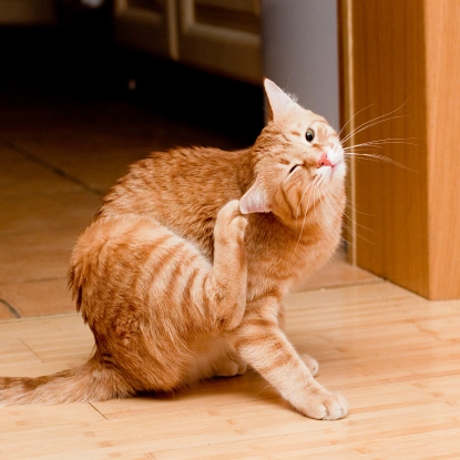 Cat Allergies & Dermatology