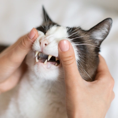 Cat Dentistry