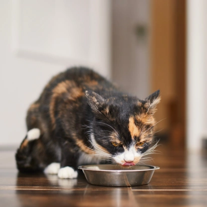 Cat Nutrition & Weight Management