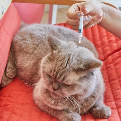 Cat Wellness & Vaccinations