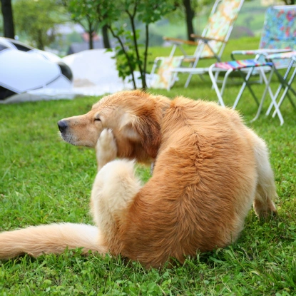 Dog Allergies & Dermatology