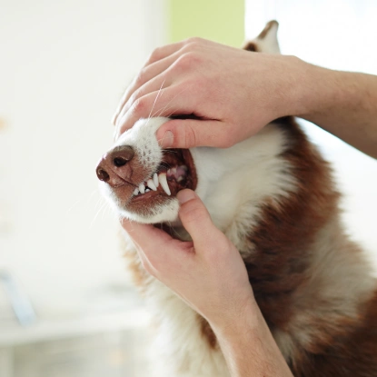 Dog Dentistry