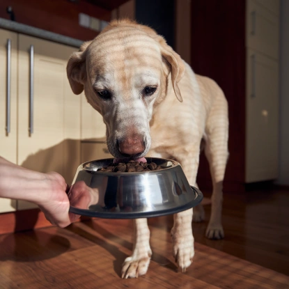 Dog Nutrition & Weight Management
