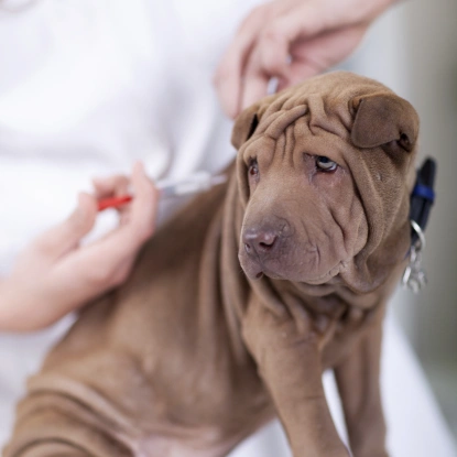 Dog Wellness & Vaccinations