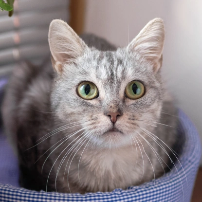 Cat Behavioral Counseling