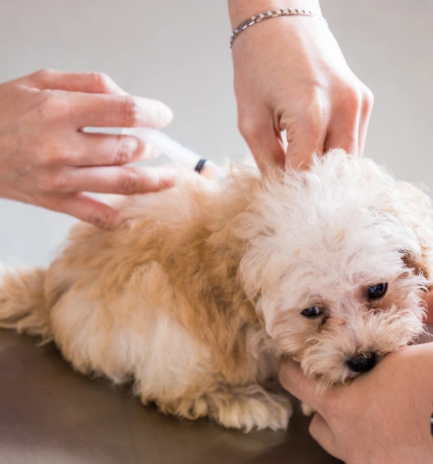 Maintain Your Dog’s Health With Preventive Wellness Care