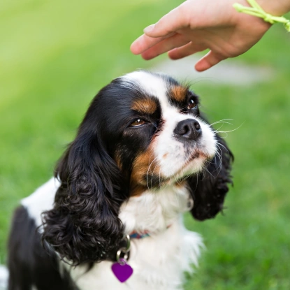 Dog Behavioral Counseling