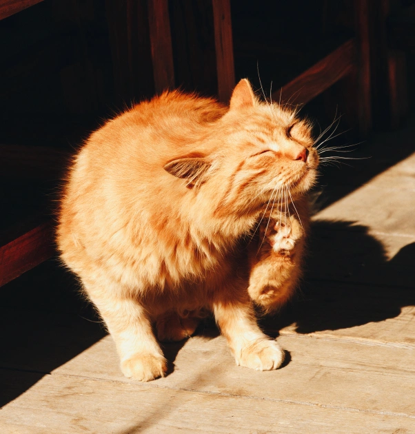 Cat Allergies & Dermatology