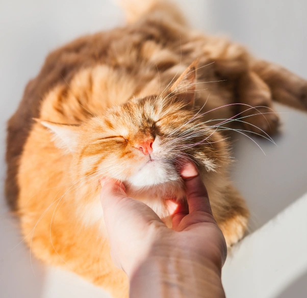 Cat Behavioral Counseling