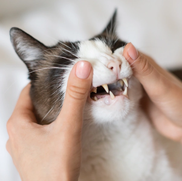 Cat Dentistry
