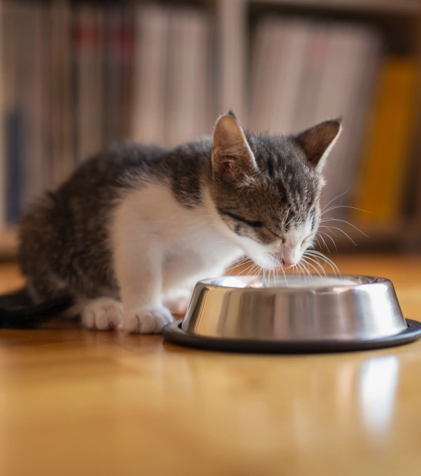 Cat Nutrition & Weight Management