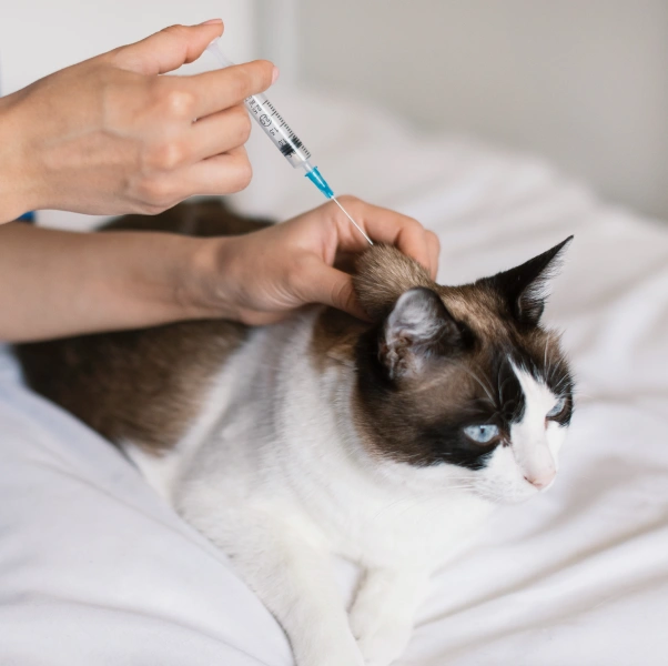 Cat Wellness & Vaccinations