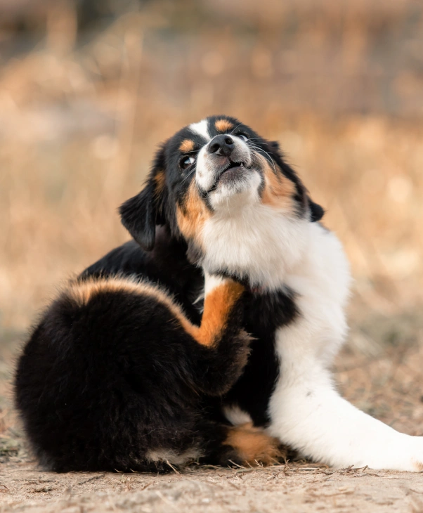 Dog Allergies & Dermatology