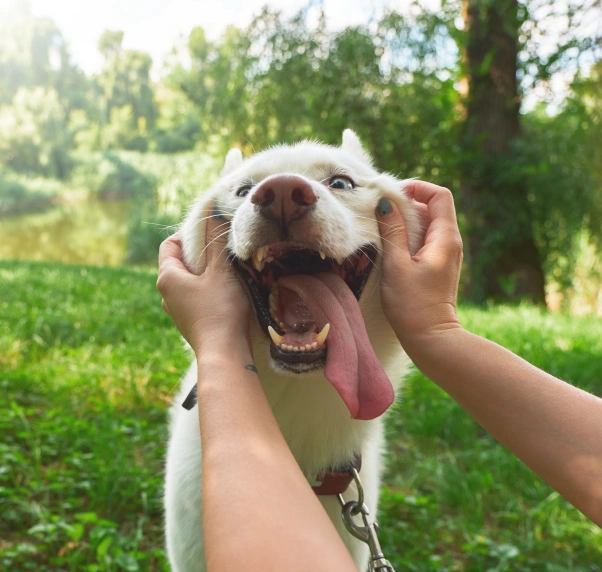 Dog Behavioral Counseling