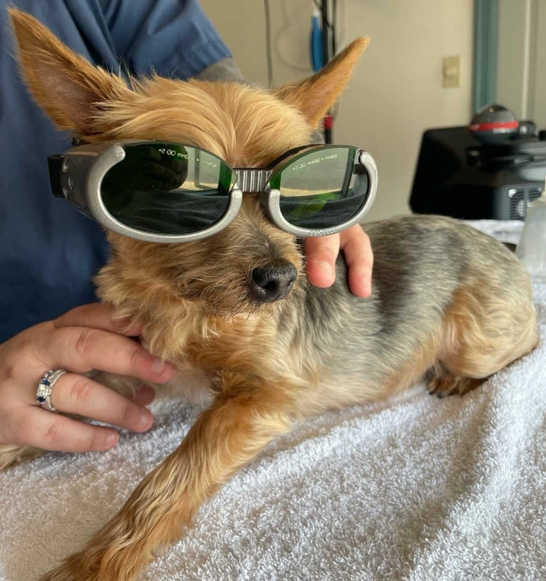 Dog Laser Therapy