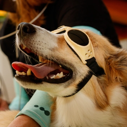 Dog Laser Therapy