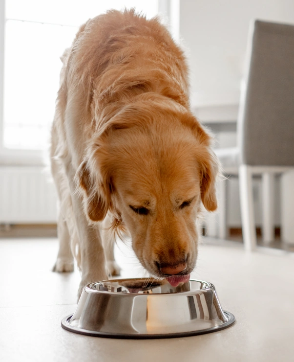 Dog Nutrition & Weight Management