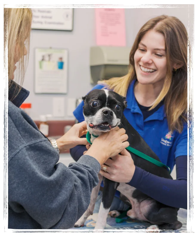 Veterinary Care 